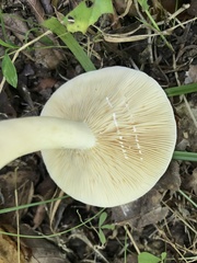 Lactarius cinereus