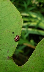 Coleomegilla maculata
