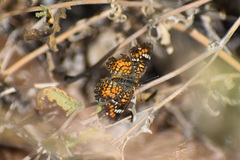 Phyciodes phaon phaon