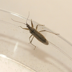Nabis americoferus