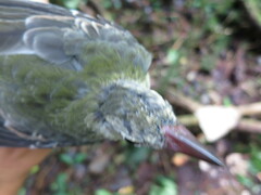 Oriolus crassirostris