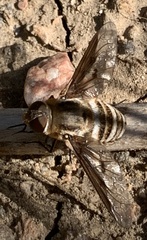Exoprosopa