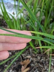 Juncus ensifolius