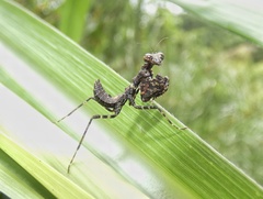 Pseudomiopteryx infuscata