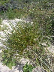 Salicaceae