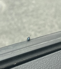 Insecta