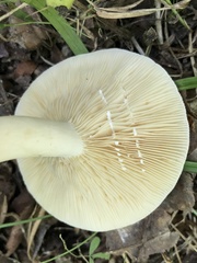 Lactarius cinereus