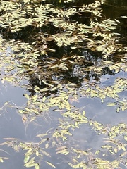 Potamogeton nodosus