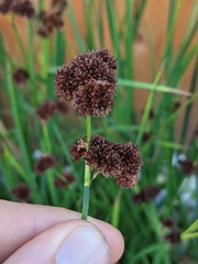 Juncus ensifolius