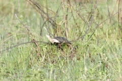 Central African Helmeted Turtle photo 2