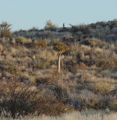 Aloidendron dichotomum