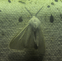 Spilosoma congrua