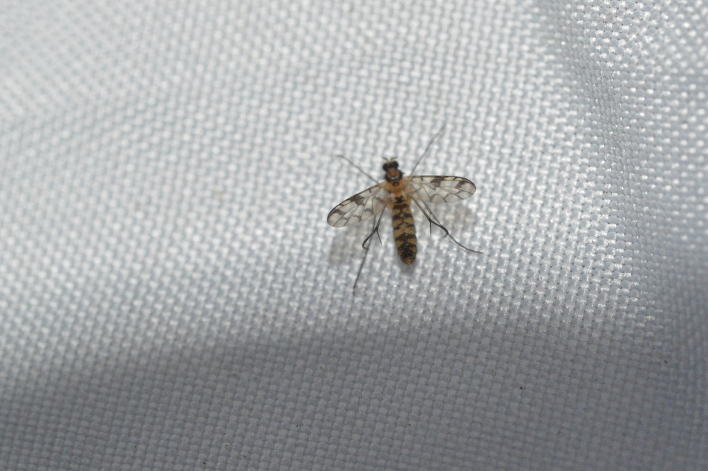 Proceroplatus elegans