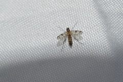 Proceroplatus elegans