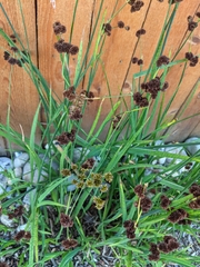 Juncus ensifolius