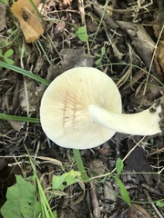 Lactarius cinereus