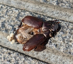 Scarabaeidae