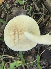 Lactarius cinereus