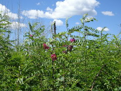Robinia neomexicana