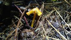 Hygrocybe conica