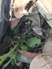 Brachyscome spathulata