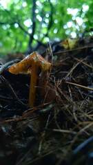 Hygrocybe conica