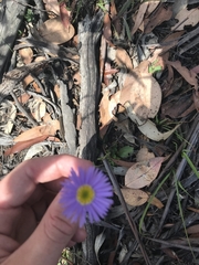 Brachyscome spathulata