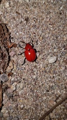 Leptinotarsa rubiginosa