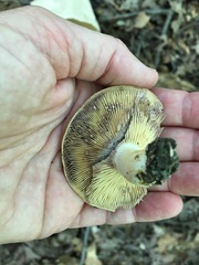 Lactarius chelidonium