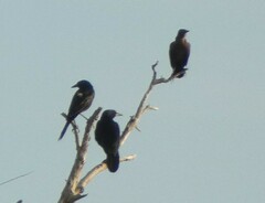 Quiscalus major westoni