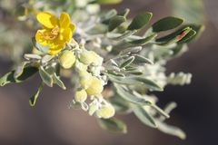 Senna artemisioides