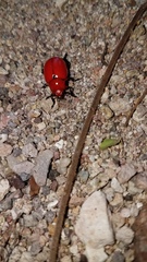 Leptinotarsa rubiginosa