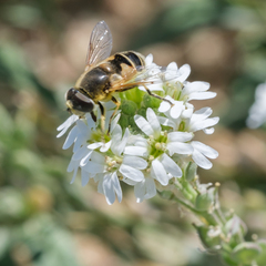 Eristalis hirta