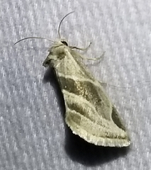 Plagiomimicus spumosum