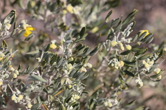 Senna artemisioides