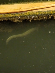 Anguilla rostrata
