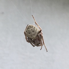 Eriophora