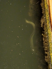 Anguilla rostrata