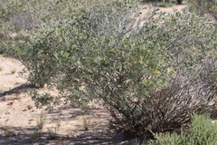 Senna artemisioides