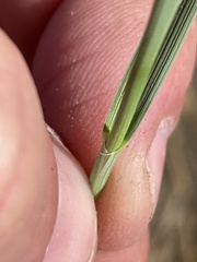 Psathyrostachys juncea