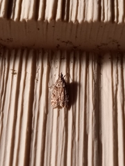 Eudonia heterosalis