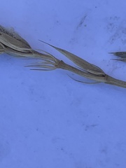 Psathyrostachys juncea