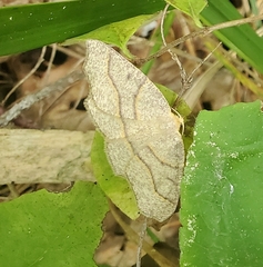 Lambdina fiscellaria