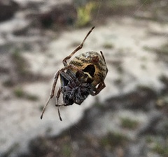 Eriophora