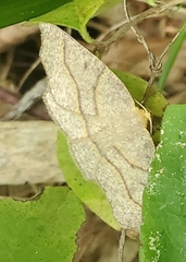 Lambdina fiscellaria