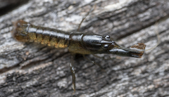 Gramastacus lacus