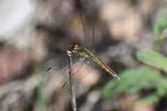 Erythrodiplax basifusca