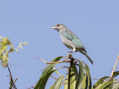 Thraupis glaucocolpa