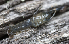 Gramastacus lacus