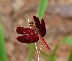 Neurothemis fluctuans